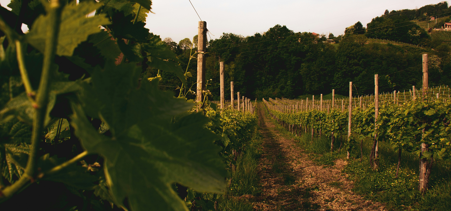 céges rendezvény, családi nap, esküvő